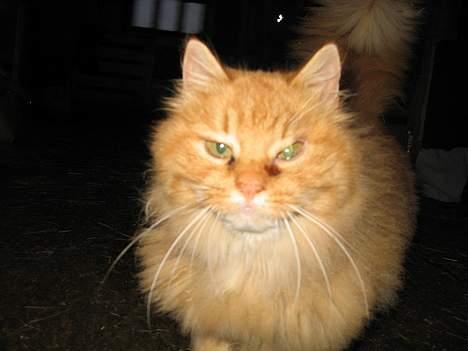 Blanding af racer Fersken billede 9