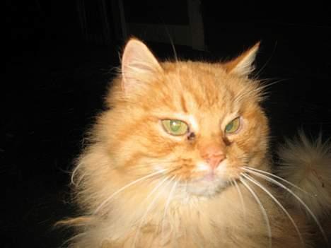 Blanding af racer Fersken billede 10