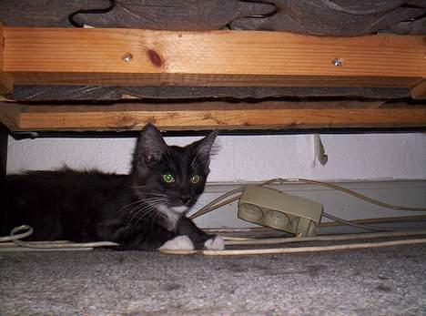 Maine Coon Kurt - hvis jeg gemmer mig under sofaen kan hun ikke tage bilede af mig billede 1