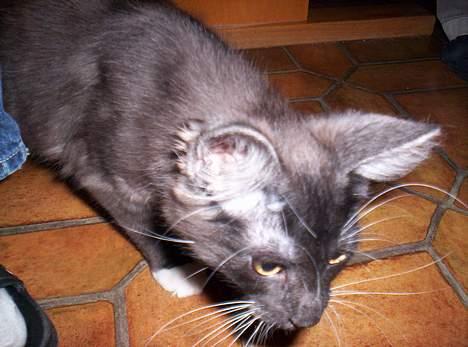 Maine Coon Kurt billede 2