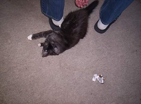 Maine Coon Kurt billede 3