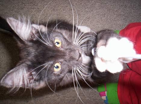 Maine Coon Kurt billede 4