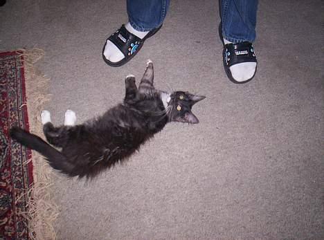 Maine Coon Kurt billede 5