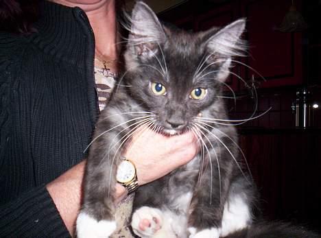 Maine Coon Kurt billede 6