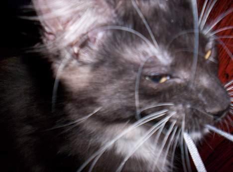 Maine Coon Kurt billede 7