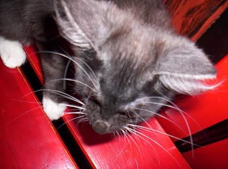 Maine Coon Kurt billede 8