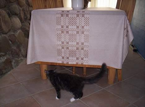 Maine Coon Kurt - lad nu vær.. jeg kigger ikke på dig mere for idag..! billede 9