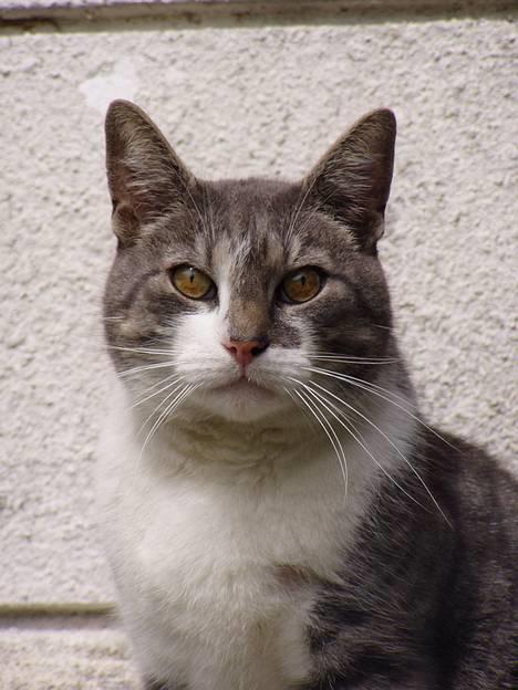 Huskat  *_Findus_* - godavs med dig jeg sover billede 1