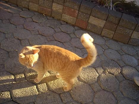 Huskat Tassen - Tassen!! NYT!!! billede 1