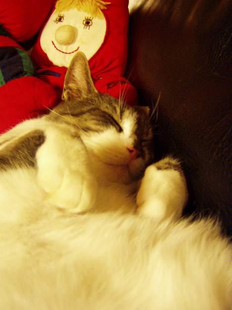 Huskat  *_Findus_* - thi hi se lige mig billede 2