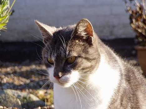 Huskat  *_Findus_* - mit yngligs billede af ham  billede 3