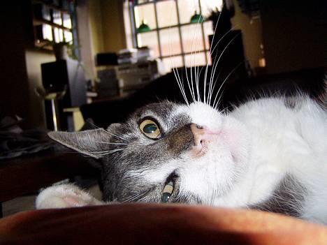 Huskat  *_Findus_* - Nøj se billede 4