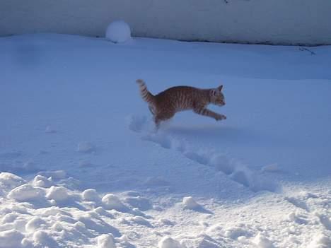 Huskat Tassen - Elsker at springe i snøen!! billede 2