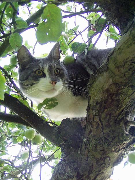 Huskat  *_Findus_* - heii er jeg ikke bare skøn billede 5