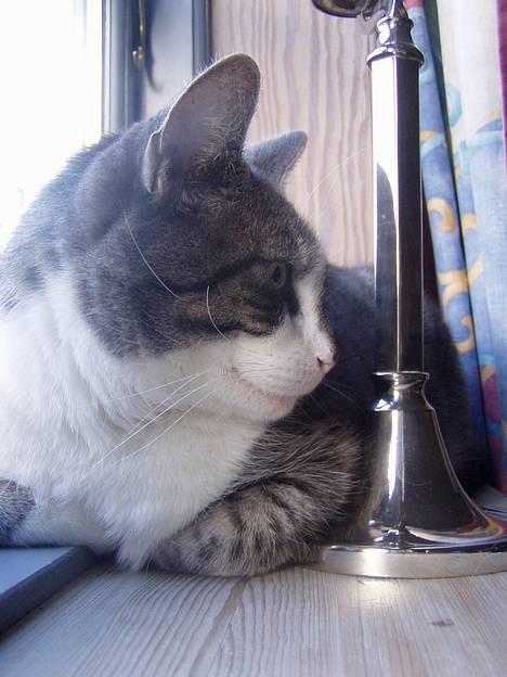 Huskat  *_Findus_* - nej hva har det billede 6