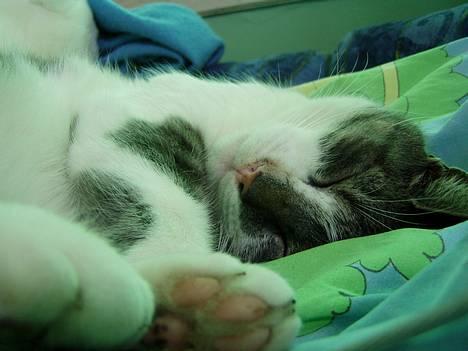 Huskat  *_Findus_* - puller nuller kat billede 7