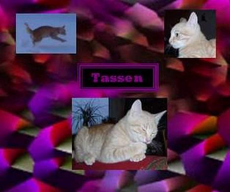 Huskat Tassen billede 3