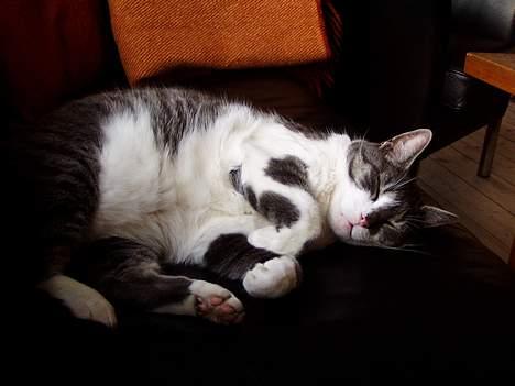 Huskat  *_Findus_* - se lige mig er jeg ikke bare dejlig billede 8