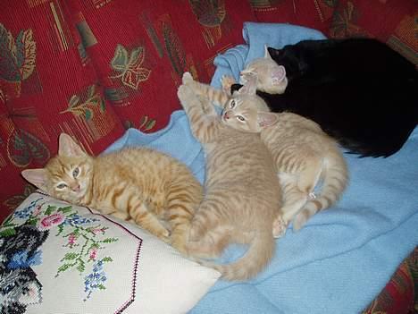 Huskat Tassen - Her er Tassen i lag med brødrene sine og halvsøstera si.. det er Tassen der ligger nærmest den svarte(Bambi)=) billede 4