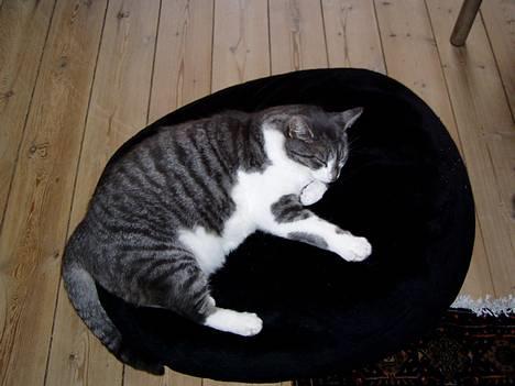 Huskat  *_Findus_* - hjælp jeg ryger ned billede 9