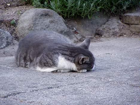 Huskat  *_Findus_* - man ligger bedst på sten billede 10