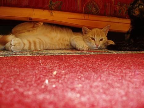 Huskat Tassen - tassen ligger å såver under sofaen =O) billede 5