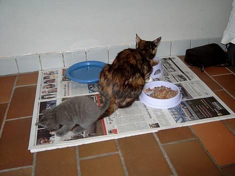 Blanding af racer Puzz død d. 30 okt. 06 - Den store jæger har fanget sit første bytte... Sammen med Katte mor... billede 2