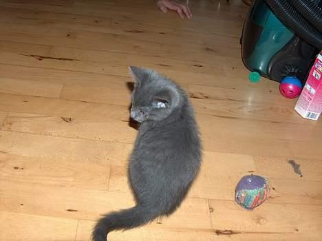 Blanding af racer Puzz død d. 30 okt. 06 - hov!! hvor er mor??  (sep04) billede 3