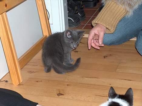 Blanding af racer Puzz død d. 30 okt. 06 - Rækker lige tunge af min bror Fister! (sep04) billede 4