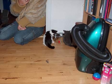 Blanding af racer Puzz død d. 30 okt. 06 - Så er der frokostpause... (okt04) billede 5