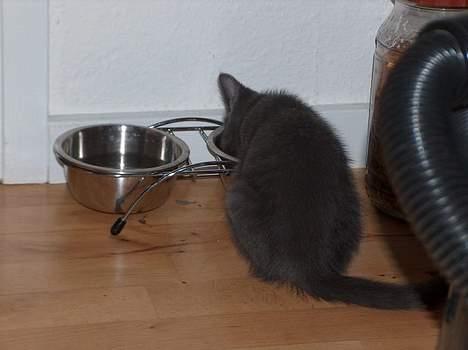 Blanding af racer Puzz død d. 30 okt. 06 - alt den leg gør mig sulten... (okt04) billede 6