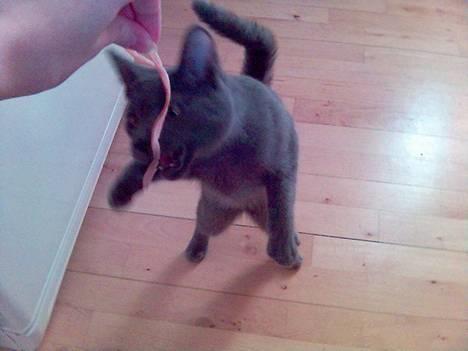 Blanding af racer Puzz død d. 30 okt. 06 - hmm mors mad smager bare så godt, vil have mere... (feb05) billede 7