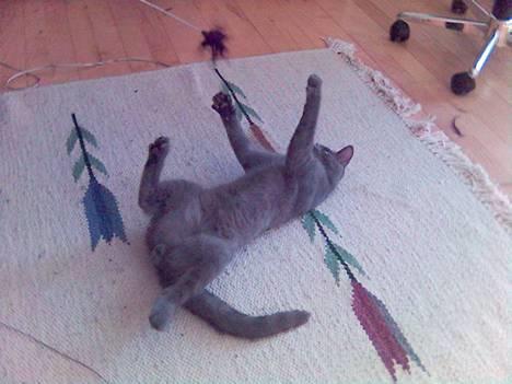 Blanding af racer Puzz død d. 30 okt. 06 - så skal vi lege... (jan05) billede 8