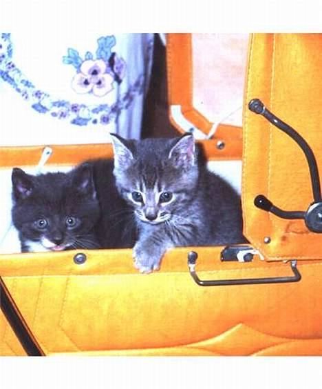 Blanding af racer pulle og sofus  - hihi det er der hvor de var helt små =) de er så søde ! <3 billede 1