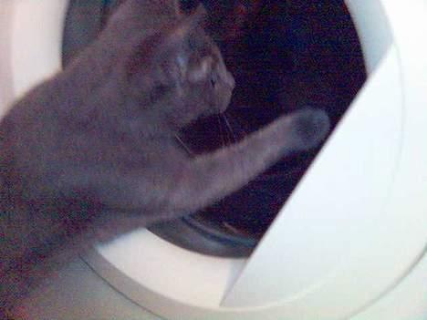 Blanding af racer Puzz død d. 30 okt. 06 - fanger mors trusser (jan05) billede 9