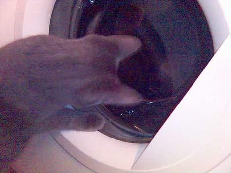 Blanding af racer Puzz død d. 30 okt. 06 - Hov!! hvor blev de af?! (jan05) billede 10