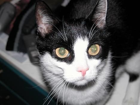 Blanding af racer Zip - 9½ år - og hvis du så meget som overvejer at kalde mig gammel så tygger jeg dig i næsen billede 1