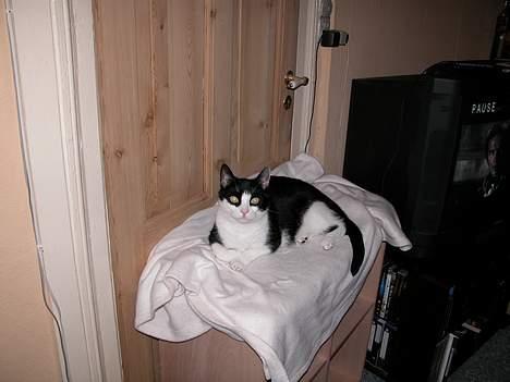 Blanding af racer Zip - Jeg troede at JEG fik ny reol i fødselsdagsgave, Zip mente at det var hans billede 2