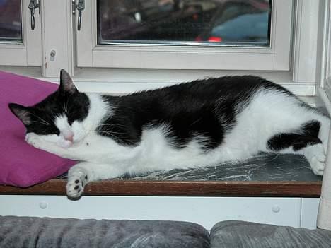 Blanding af racer Zip - Det må egentlig være hårdt at være så sød billede 3