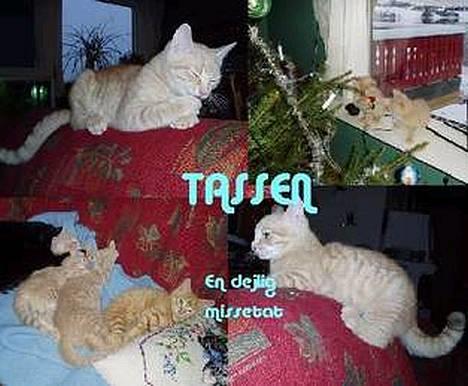 Huskat Tassen - dette har stinne M lavet!! tusen takk!! =O) billede 8