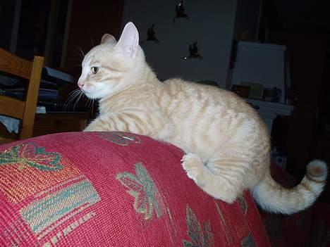 Huskat Tassen - Tassen! NYT!! billede 9