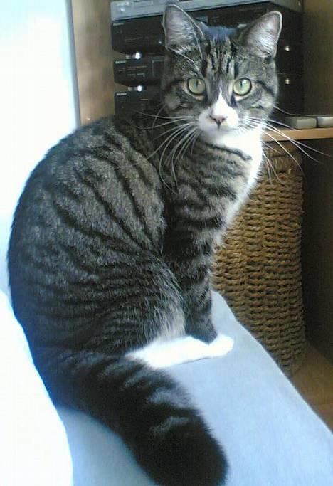 Blanding af racer . ~ * Puma * ~ . - Pumas bedste side :O) billede 1