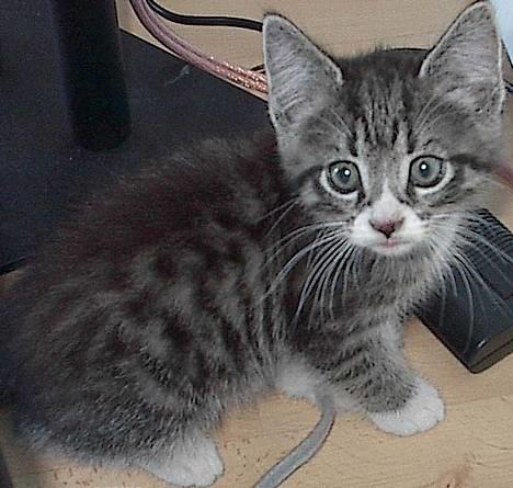 Blanding af racer . ~ * Puma * ~ . - 12 uger gammel billede 2