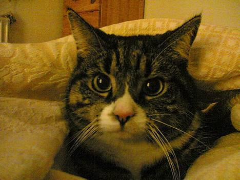 Blanding af racer . ~ * Puma * ~ . - Så fiiinnn :O) billede 3