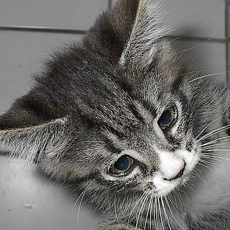 Blanding af racer . ~ * Puma * ~ . - "Lad mig nu få den snor... altså..!" billede 4