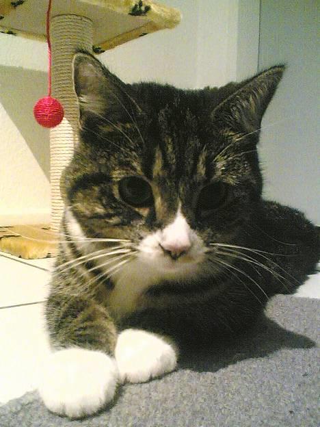 Blanding af racer . ~ * Puma * ~ . - Pumakatten billede 5