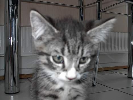 Blanding af racer . ~ * Puma * ~ . - "-Det var altså ikk miiiiiig!" billede 6