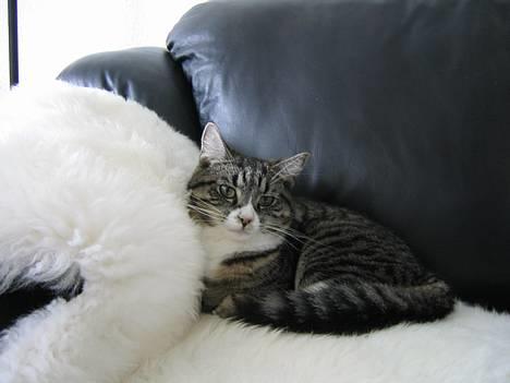 Blanding af racer . ~ * Puma * ~ . - Lille sesse ;O) billede 7