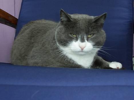 Blanding af racer Oliver billede 5