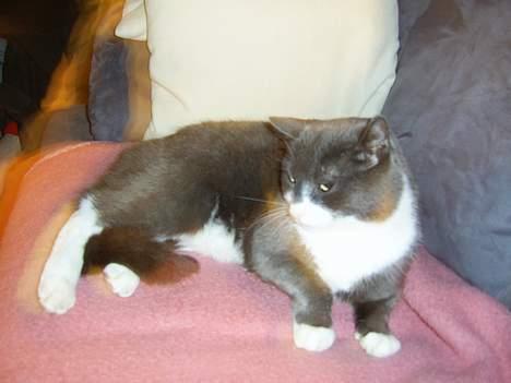 Blanding af racer Oliver billede 6